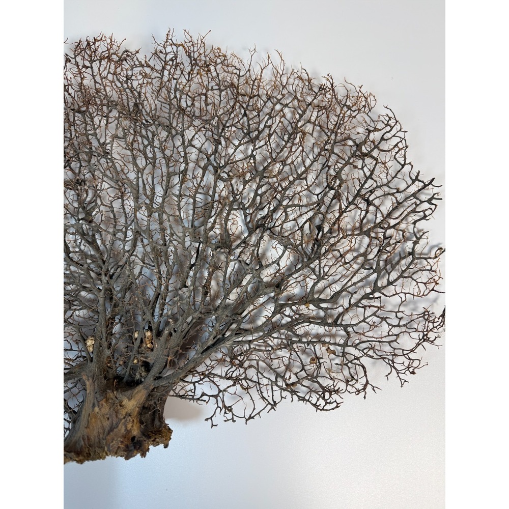 Gorgonia Sea Fan Costal Decor Item Vintage 18" x 13.5" ***BIG*** - Picture 3 of 9